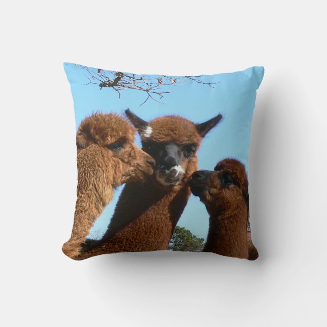 Coussin d'alpaga (Recto)