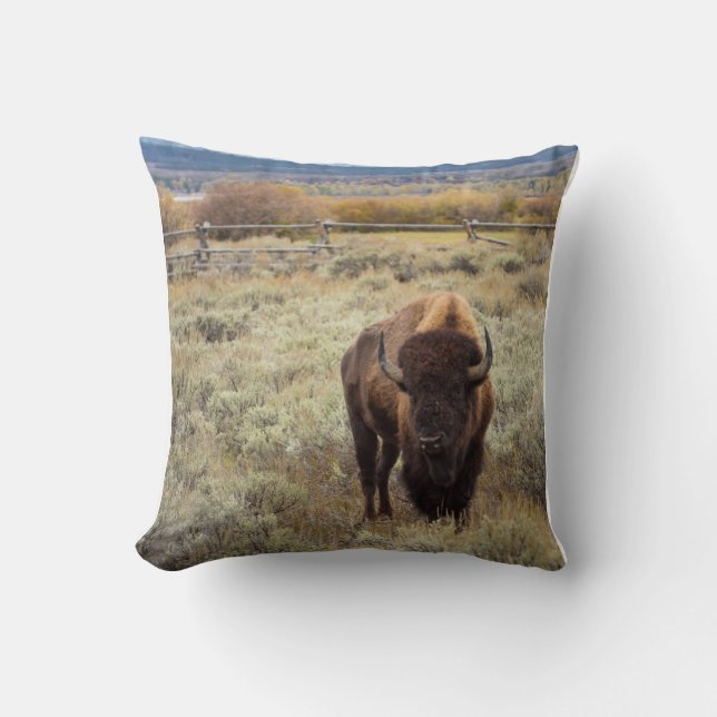 Coussin de bison (Recto)