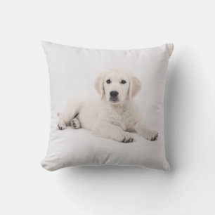 Coussin de chiot de chien de Golden Retriever