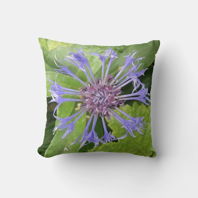 Coussin de Cornflower bleu (Recto)