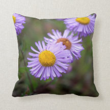 Coussin de fleur de marguerite d'Aspen Fleabane