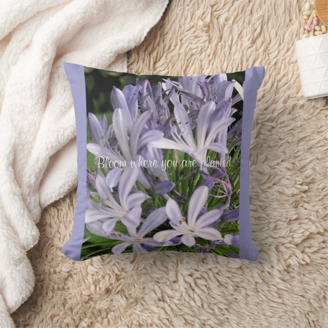 Coussin de fleurs d'agapanthus violet en floraison (Couverture)