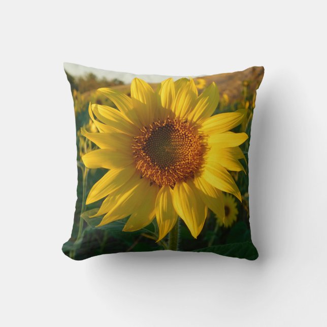Coussin de floraison de tournesol (Recto)