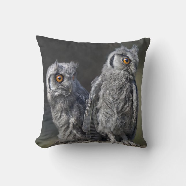 Coussin de Jeunes Hiboux (Recto)
