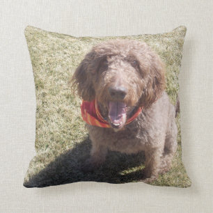 coussin de labradoodle