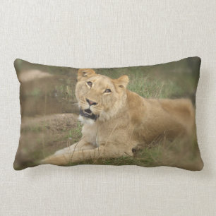 Coussin de lionne