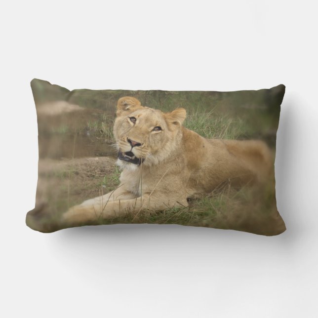 Coussin de lionne (Recto)