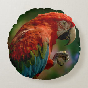 Coussin de perroquet coloré