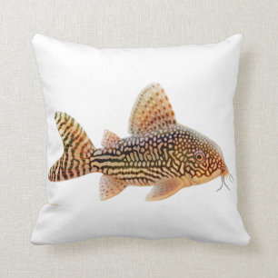 Coussin de poisson-chat de Corydoras Sterbae