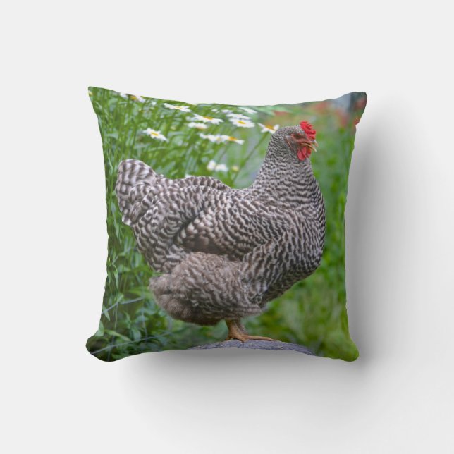 Coussin de poulet (Recto)