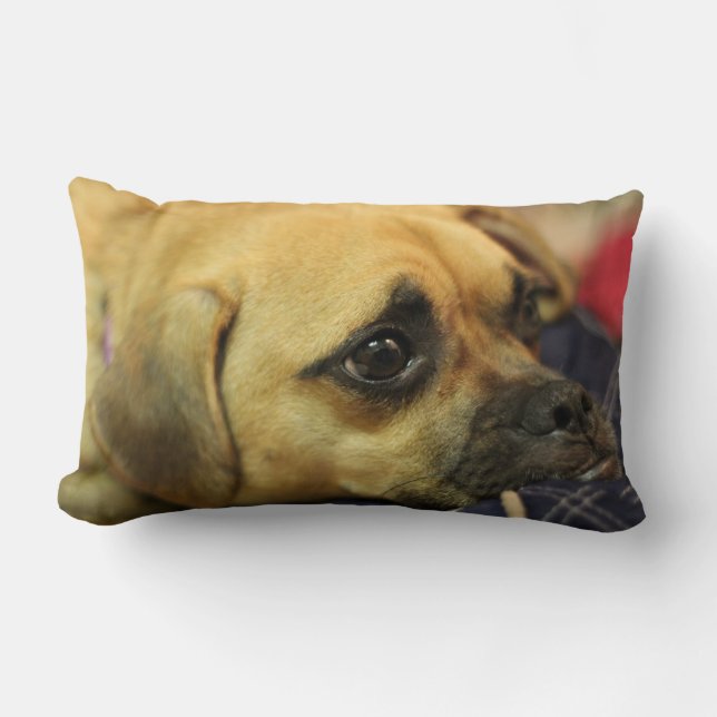 Coussin de Puggle (Recto)