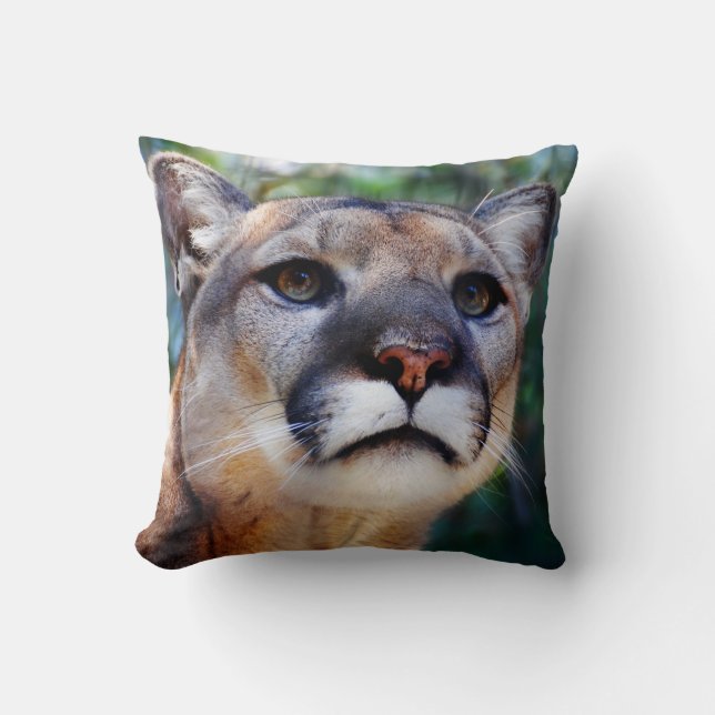 Coussin de puma (Recto)