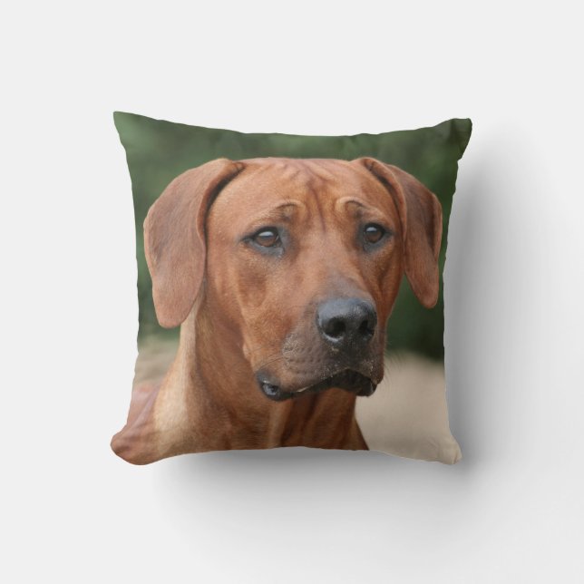 Coussin de Rhodesian Ridgeback (Recto)