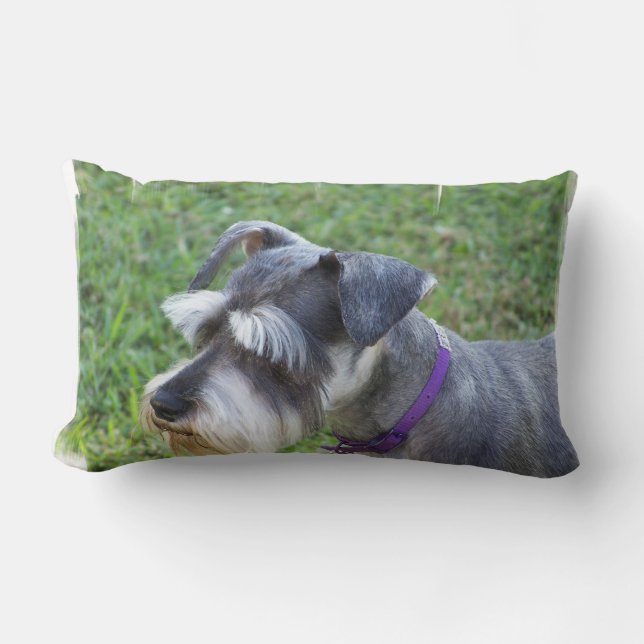 Coussin de Schnauzer (Recto)