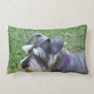 Coussin de Schnauzer