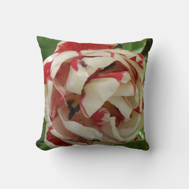 Coussin de tulipe rose et blanc (Recto)