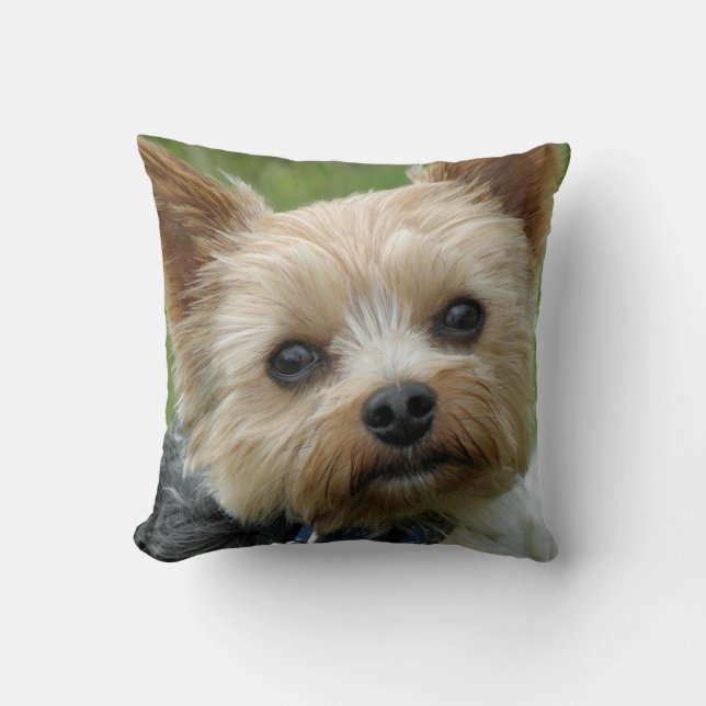 Coussin de Yorkie (Recto)