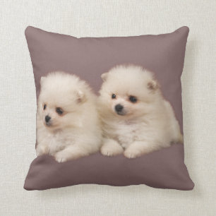 Coussin des chiots de Poméranie blanche et bouffée