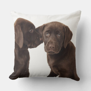 Coussin Deux chiots au chocolat Labrador Retriever