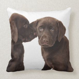 Coussin Deux chiots de labrador retriever de chocolat