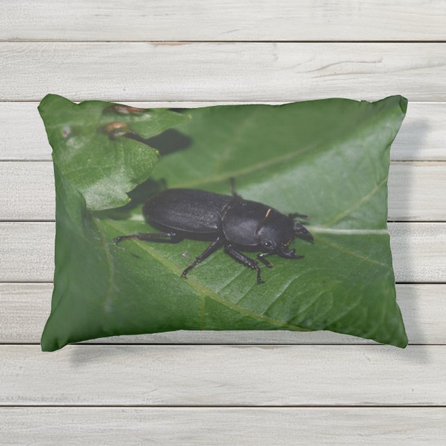 Coussin D'extérieur Dorcus parallelipipedus, le moindre dendroctone du (Devant)