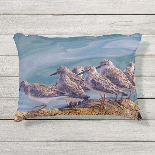 Coussin D'extérieur Jeunes Tournepierres Rouges (Devant)