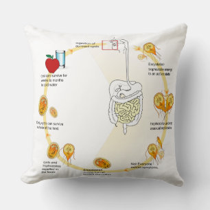 Coussin Diagramme de l'oreiller à lancer Giardia Cycle de