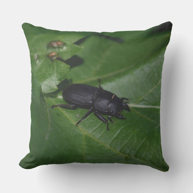 Coussin Dorcus parallelipipedus, le moindre dendroctone du (Recto)