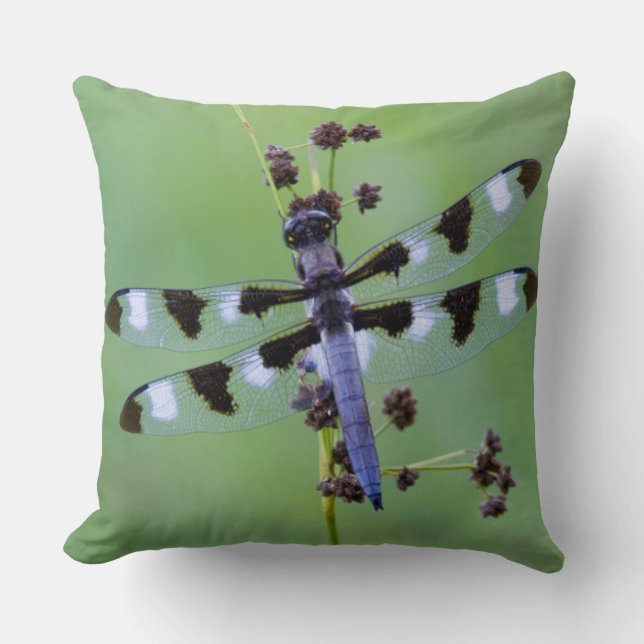 Coussin Dragon fly perched on grass (Recto)