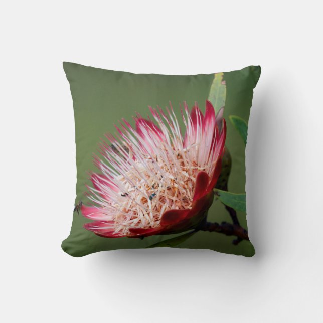 Coussin Drakensberg Sugarbush (Protea Dracomontana) (Recto)