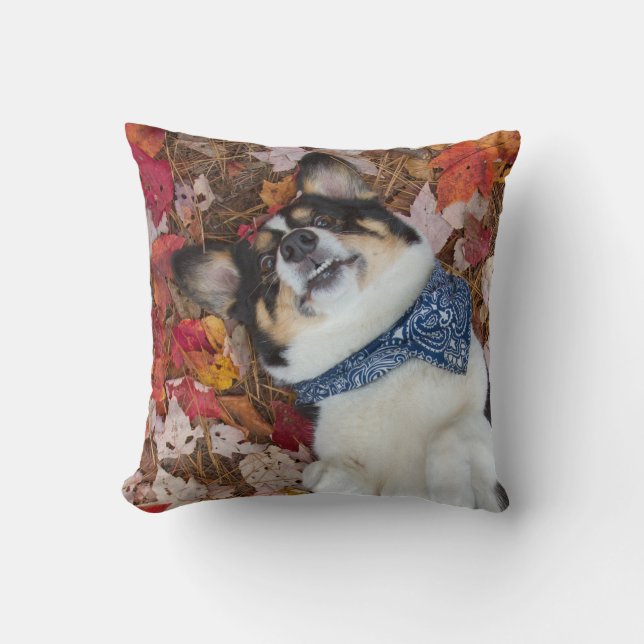 Coussin Drôle, mignon, regard de corgi (Recto)