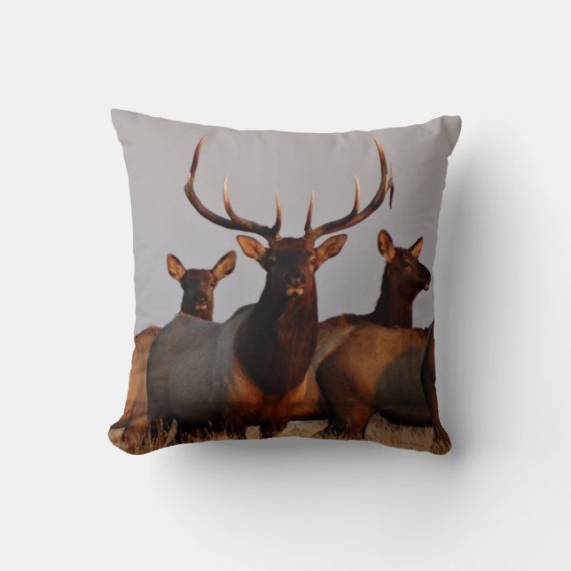 Coussin E66 Élan mâle et femelles (Recto)