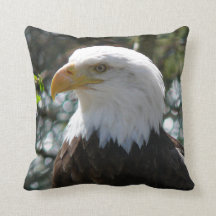 Eagle chauve - oiseau national des Etats-Unis