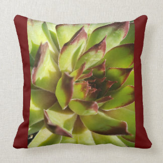 Coussin Echeveria Agavoides