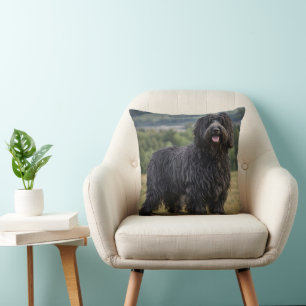 Coussin "Élégance débraillée : le chien de berger Bergamas