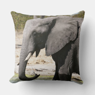 Coussin Éléphant (Loxodonta africana), chenal Savute