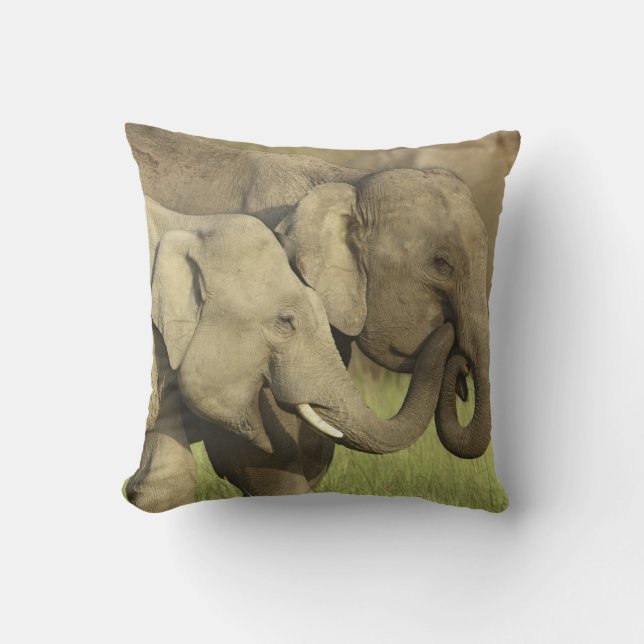 Coussin Éléphants asiatiques indiens (Recto)