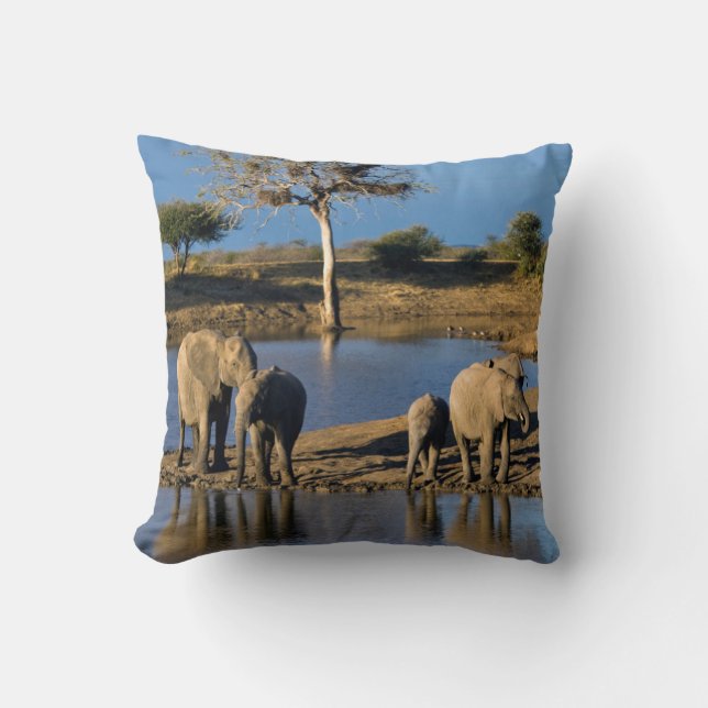 Coussin Éléphants de brousse d'Afrique (Loxodonta Africana (Recto)
