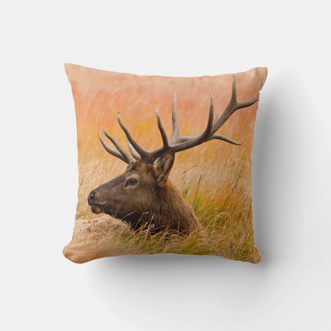 Coussin Elk (Cervus Elephus) Reposé Dans L'Herbe Des Prés (Recto)