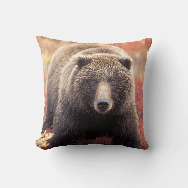 Coussin États-Unis, Alaska, Denali NP, femelle Grizzly Bea (Recto)