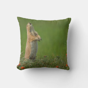 Coussin États-Unis, Dakota du Sud, Parc d'État de Custer
