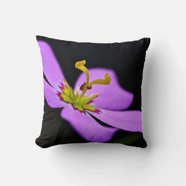 Coussin États-Unis, Floride, Big Cypress National Preserve (Recto)