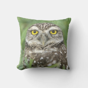 Coussin États-Unis, Floride, Cape Coral, Hibou des terrier