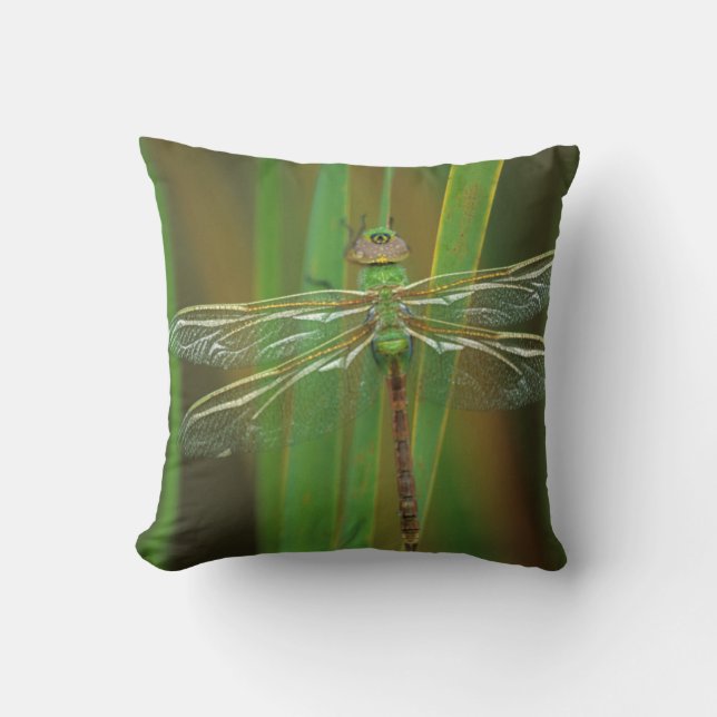 Coussin États-Unis, Géorgie. Libellule aeshne vert sur des (Recto)
