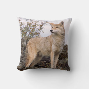 Coussin États-Unis, Montana, Kalispell. Coyote à Triple D