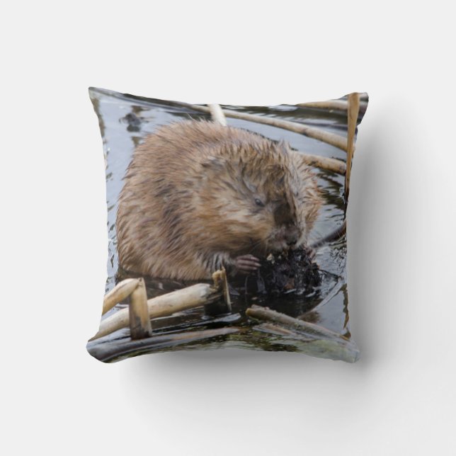 Coussin États-Unis, Nebraska. Castor (Recto)