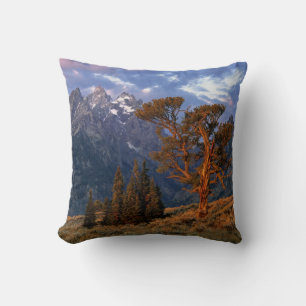Coussin États-Unis, Wyoming, Grand Teton NP. Un cèdre soli