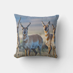 Coussin États-Unis, Wyoming, Quatre antilopes pronghorn mâ