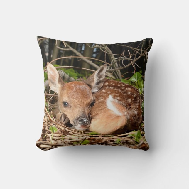 COUSSIN FAON DE REPOS (Recto)