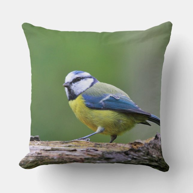 Coussin Faune d'animaux d'oiseau de mésange bleue (Recto)